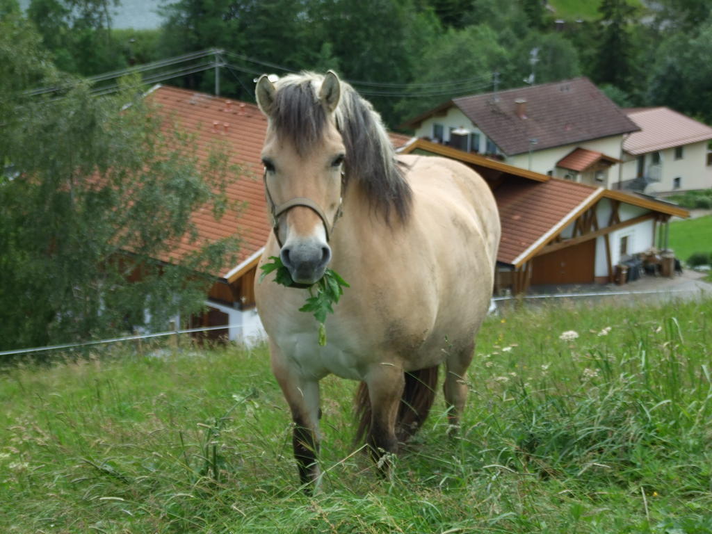 Landhaus Mueller Jungholz Zewnętrze zdjęcie
